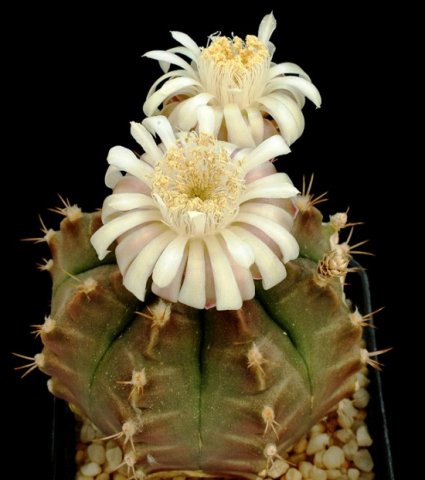Gymnocalycium_tudae_1